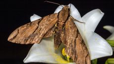 Darwin's hawkmoth (Xanthopan morgani praedicta) on flower, Andasibe-Mantadia National Park, Madagascar.