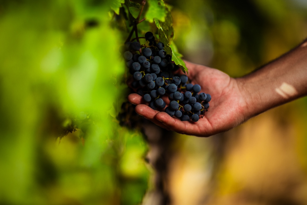 hand holding a bunch of grapes
