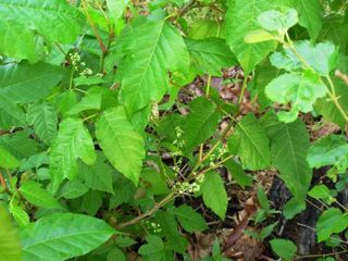 plant in wood itch soft thorns