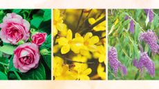 picture of roses, winter jasmine and buddleja