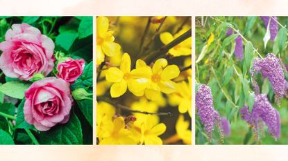 picture of roses, winter jasmine and buddleja
