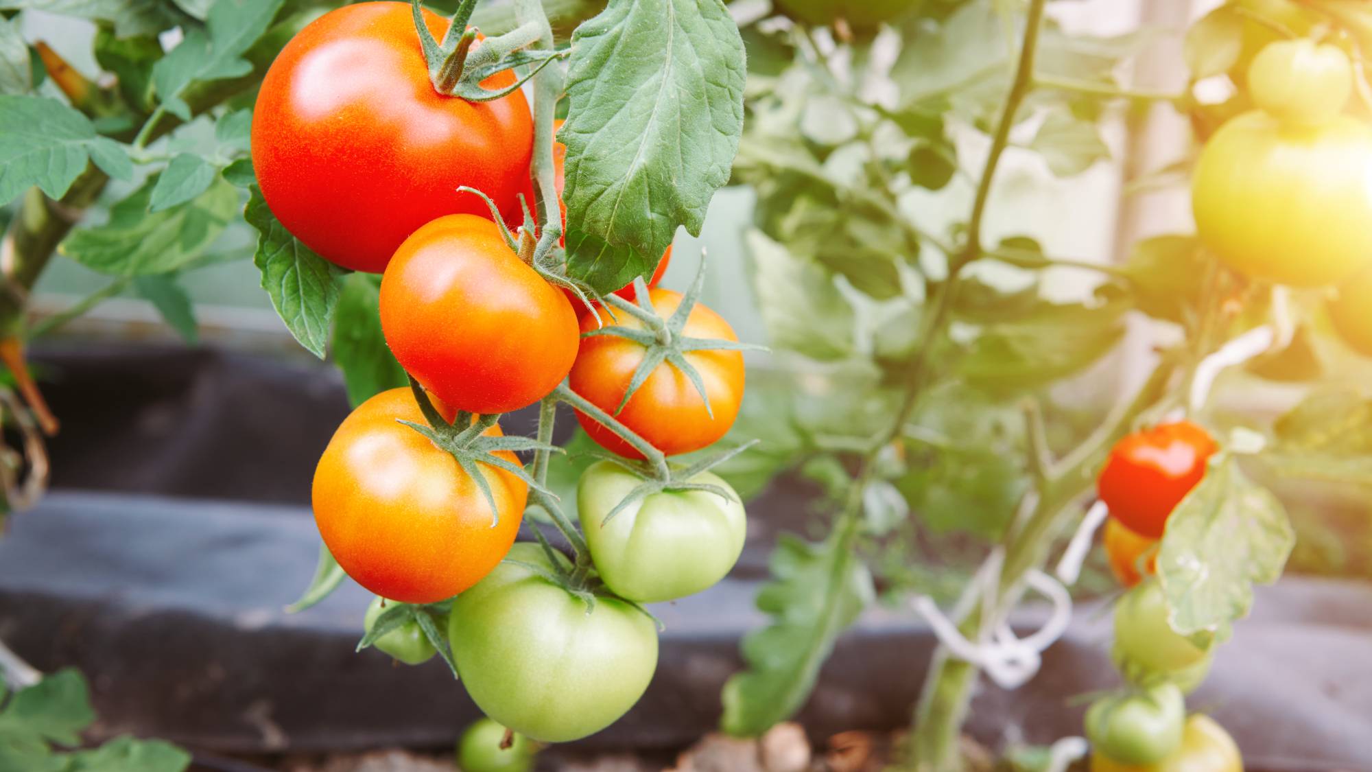 Green and red tomatoes growing on the vine
