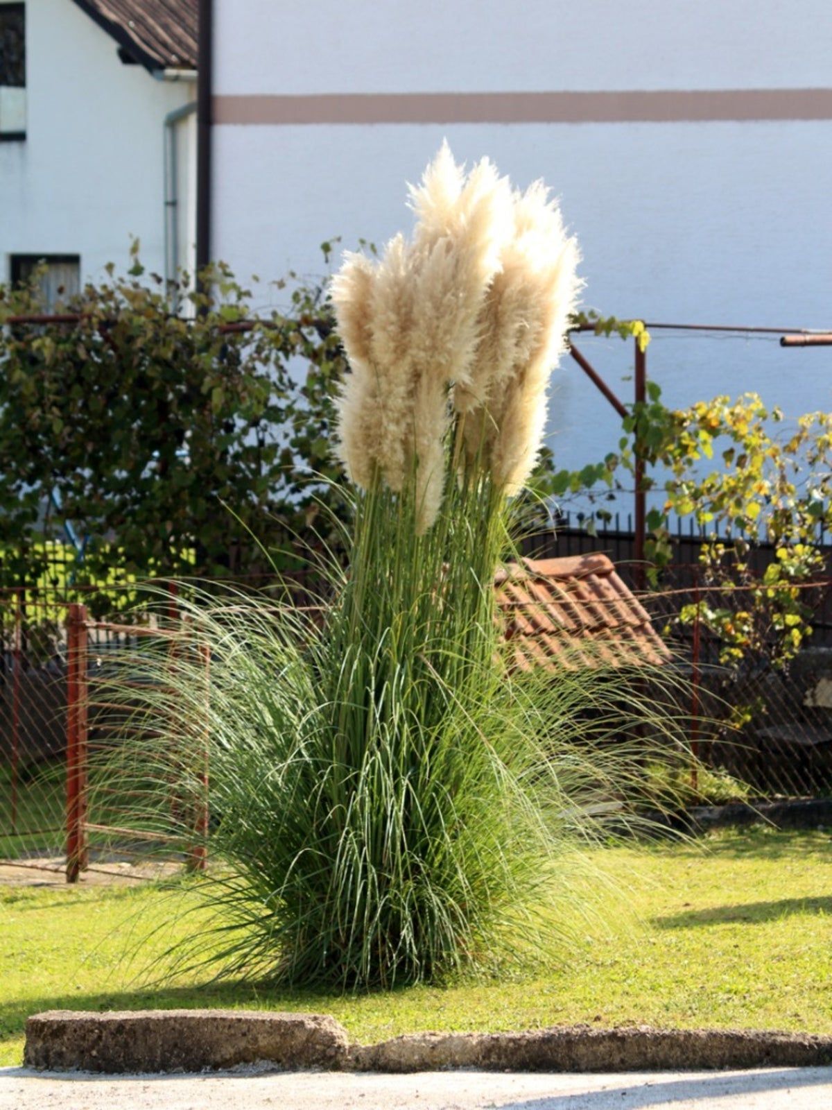 Tall Ornamental Grass