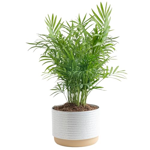 Costa Farms Parlor Palm, Neanthebella Tropical Live Plant, Easy to Grow Palm Houseplant Potted in Décor Plant Pot, Unique Plant Lover Gift, Living Room Home and Office Décor, 1 Foot Tall