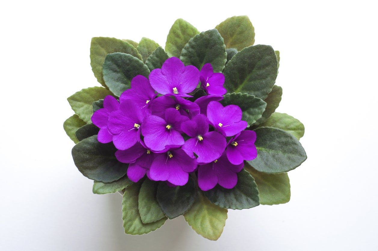 African Violet Flower