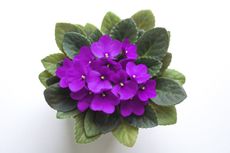 African Violet Flower