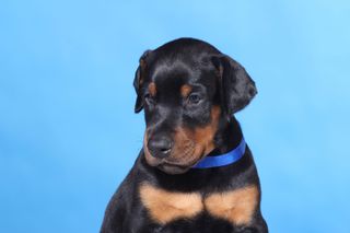 Black and tan puppy on blue background