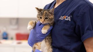 ASPCA pandemic pets survey suggests pets are not being returned, despite headlines to the contrary. 