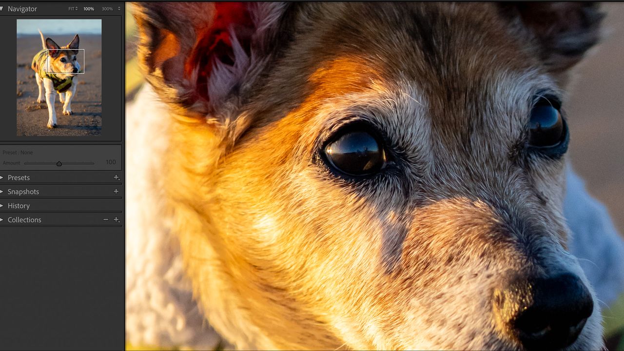 Dog's eye at a 100% crop