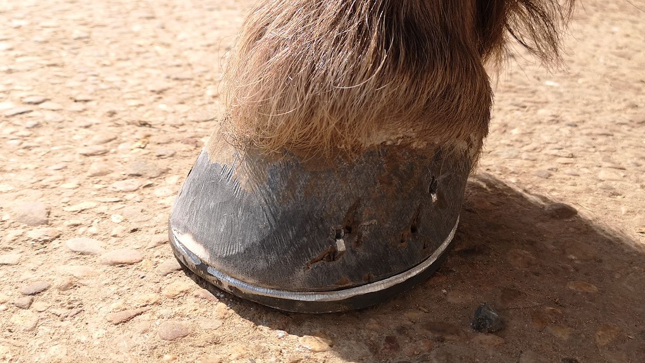 Prior to application of Leovet Hooflab Elastic Cream