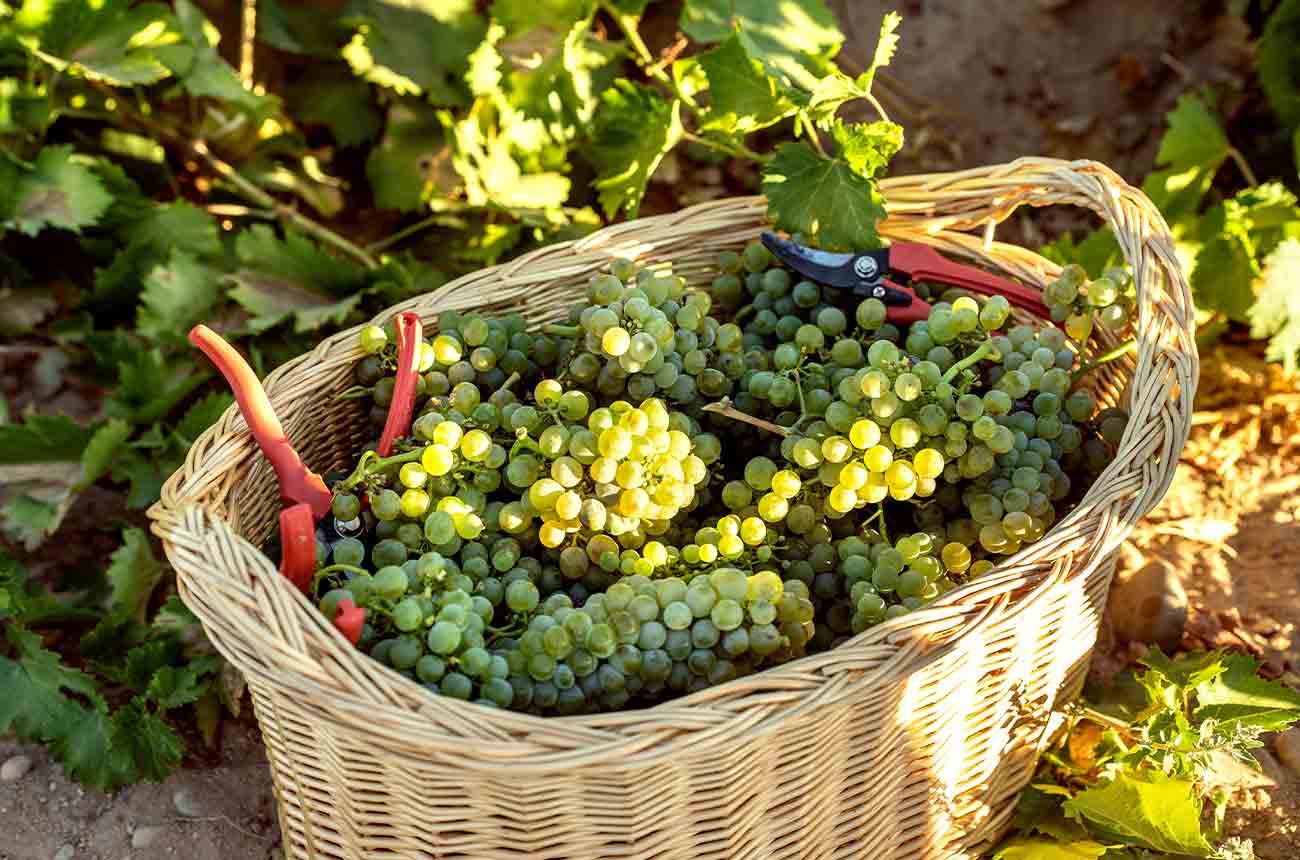 Picked grapes in basket at Bodega Cuatro Rayas