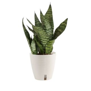 Costa Farms Live 14-inch Tall, Easy to Grow Snake Plant