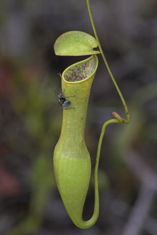 This is an N. gracilis pitcher with a visiting Polyrhachis pruinosaant.