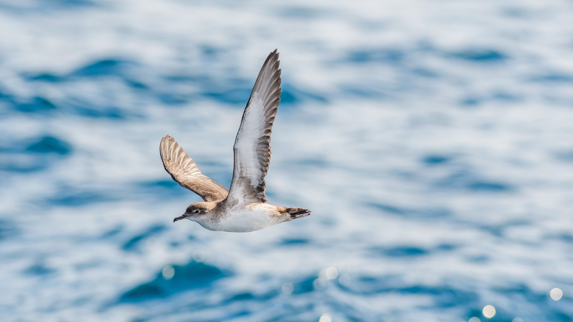 Balearic shearwater flying over water