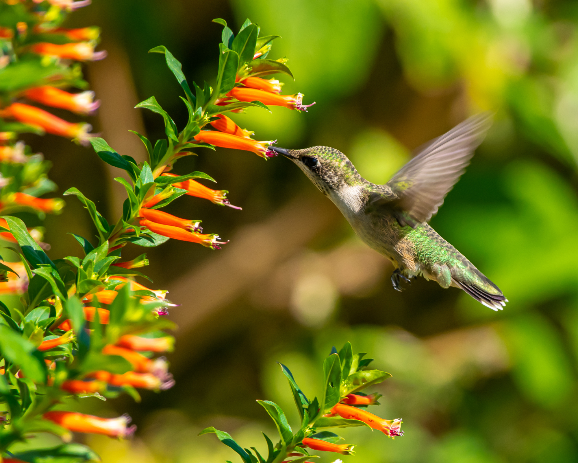 hummingbird feeding from cuphea flower