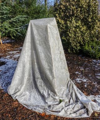 frost fabric draped over the top of a plant in winter