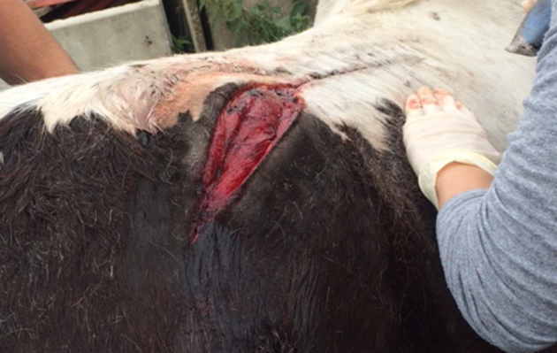 injury of slashed colts