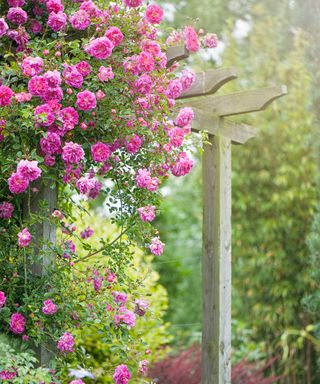 summer, pink, climbing roses over a wooden rustic garden archway with soft sunshine