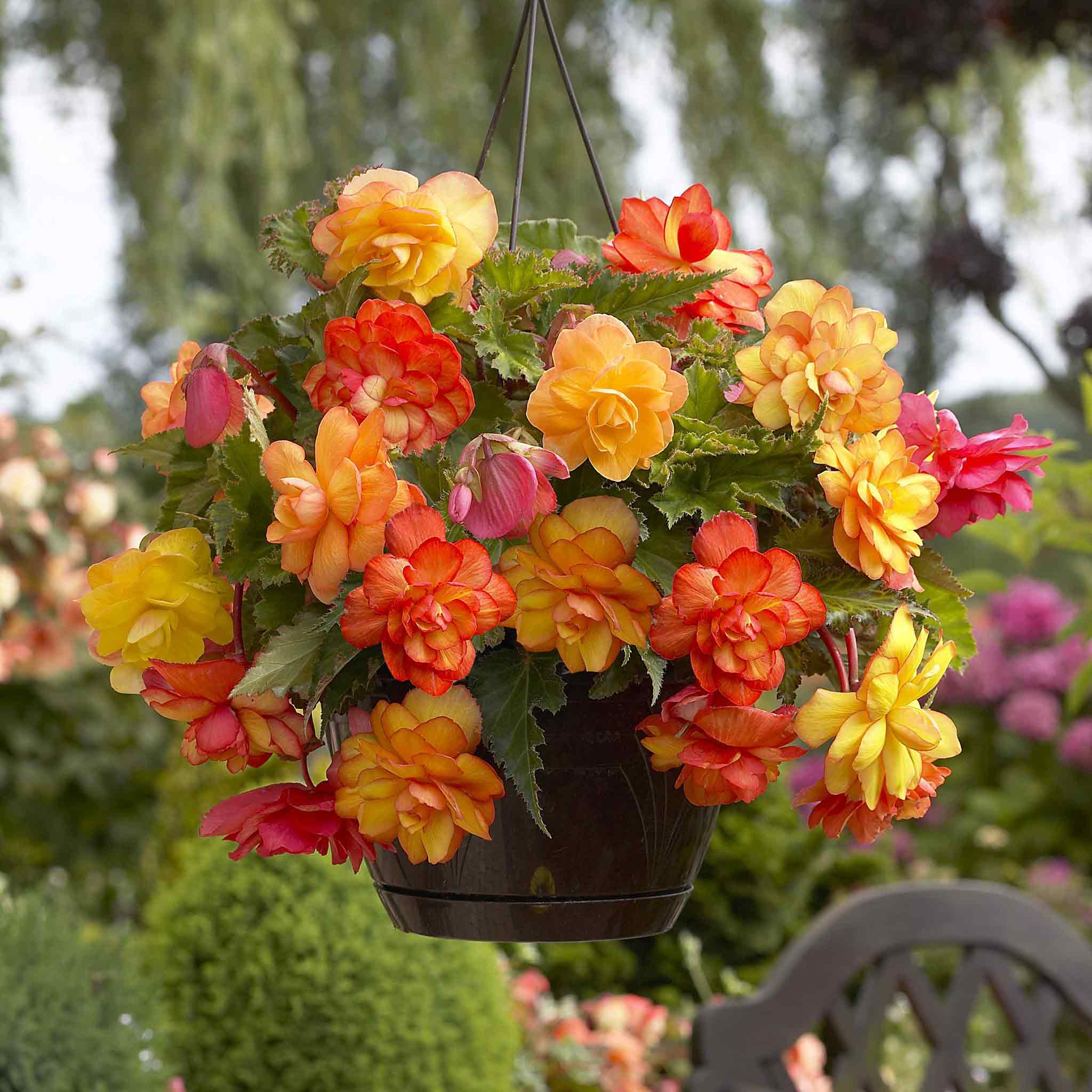 Begonia Tubers - Golden Balcony