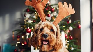 Dog with antlers on 
