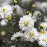 Symphyotrichum novi-belgii 'White Ladies' at Crocus