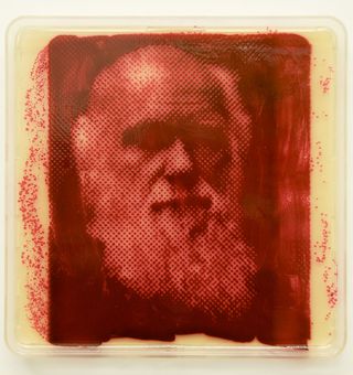 Using a similar process, Copfer created portraits of scientists and artists who have inspired him, such as Charles Darwin, shown above. To create these he grew the red bacterium <em>Serratia marcescens </em>.