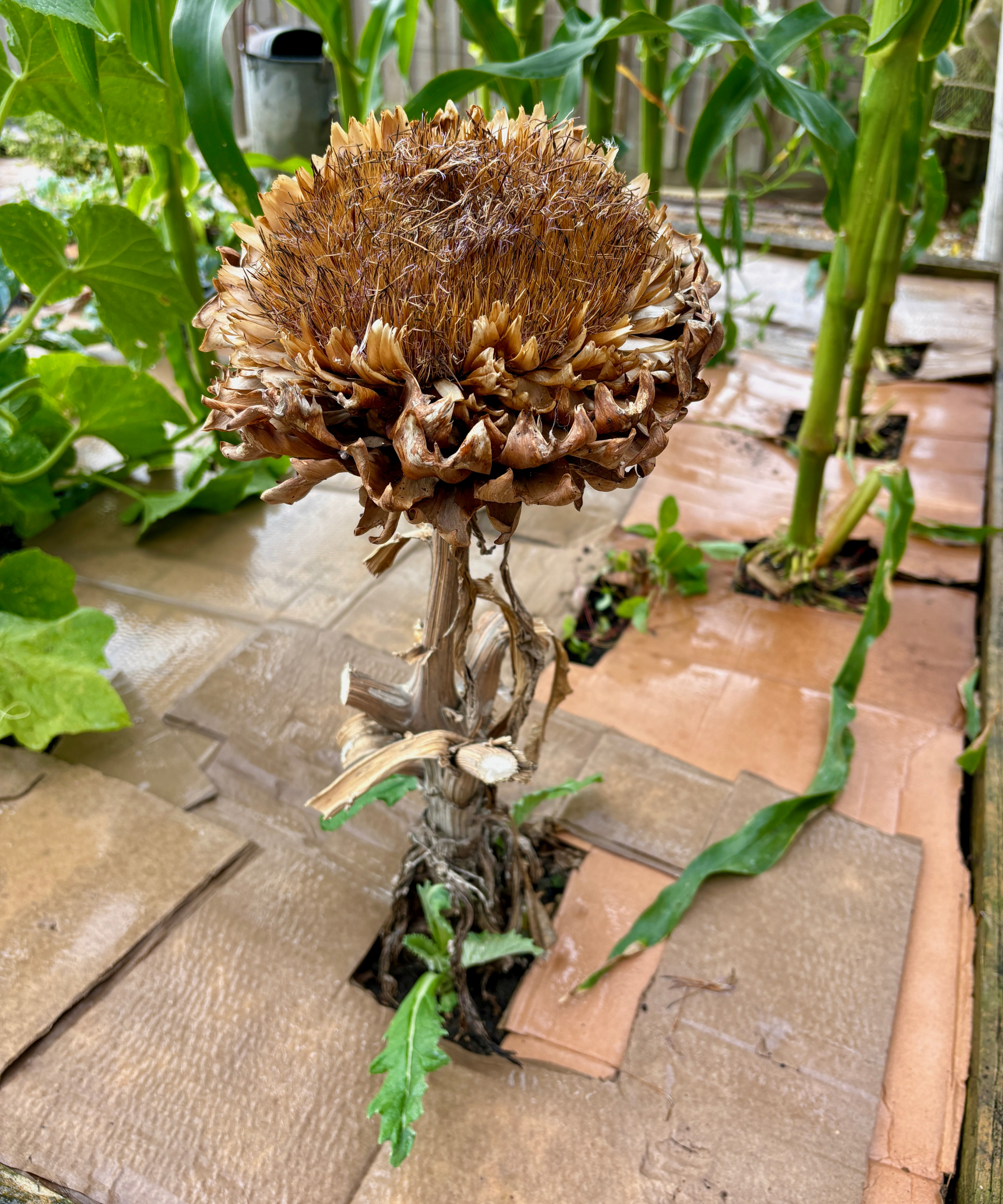 Artichoke growing in a raised bed mulched with cardboard