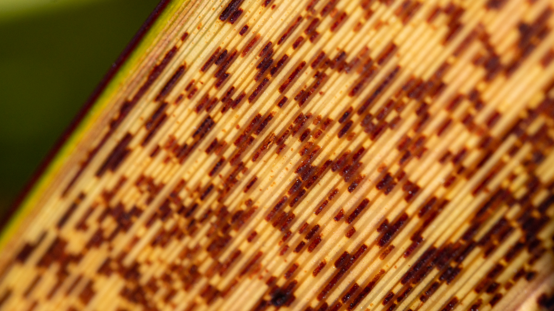 macro