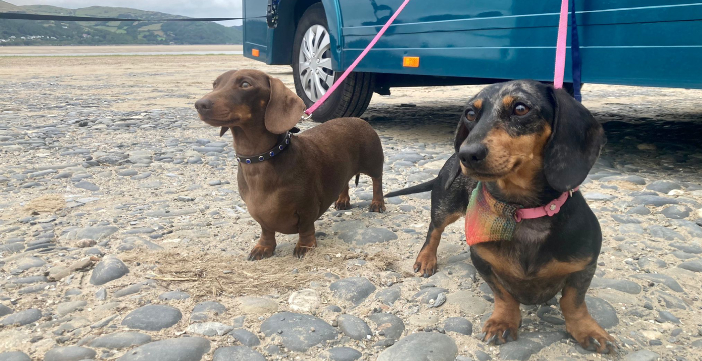 Small-dogs-1400px