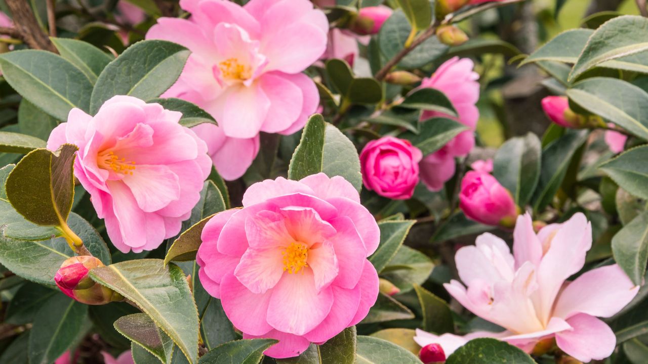 camellia flowering with pink blooms in fall display