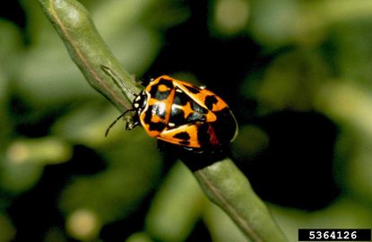 Harlequin Bugs