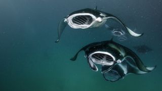 Manta rays swimming underwater