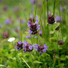 Purple flowering selfheal weeds growing in grass lawn