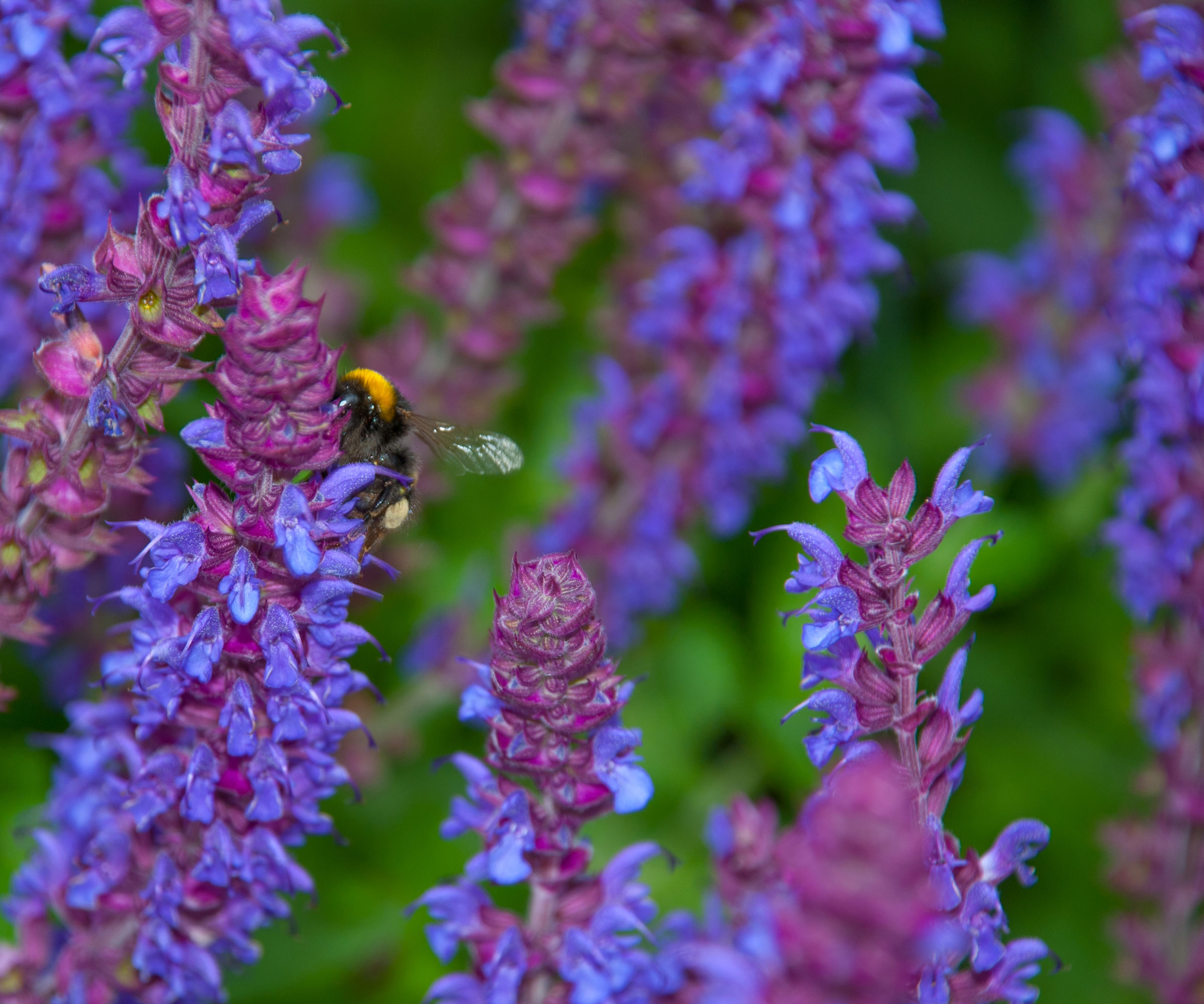 salvia plants with rich purple blue flowers and a bee feeding off a spire