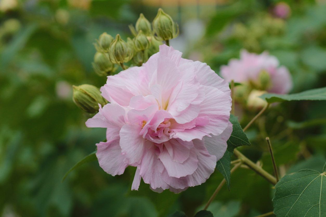 Pink Hibiscus Flower