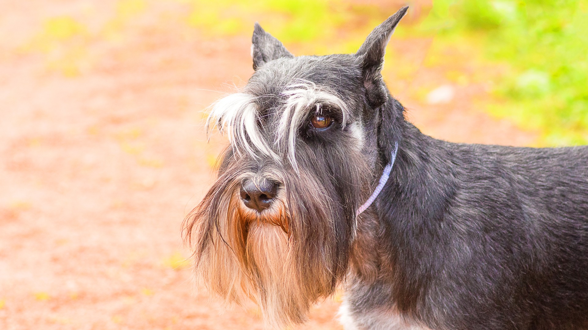 10 wiry hair dog breeds and how to care for their coats | PetsRadar