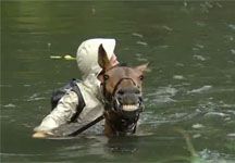 celeb-swimming-horse.jpg