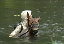 celeb-swimming-horse.jpg