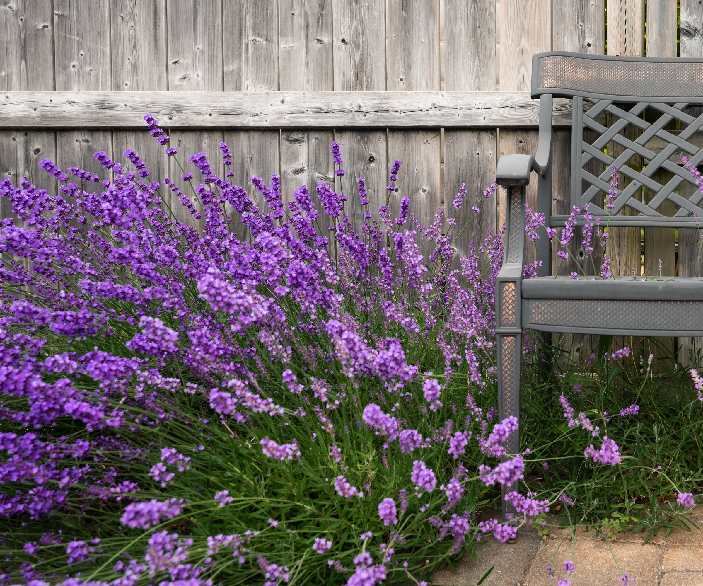 wooden bench next to large clump of lavender plants with deep purple flowers in front of wooden fence