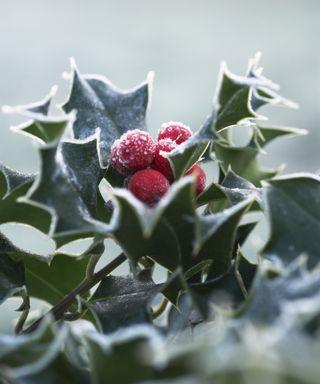 Holly, Ilex aquifolium with light frosting and bright red berries
