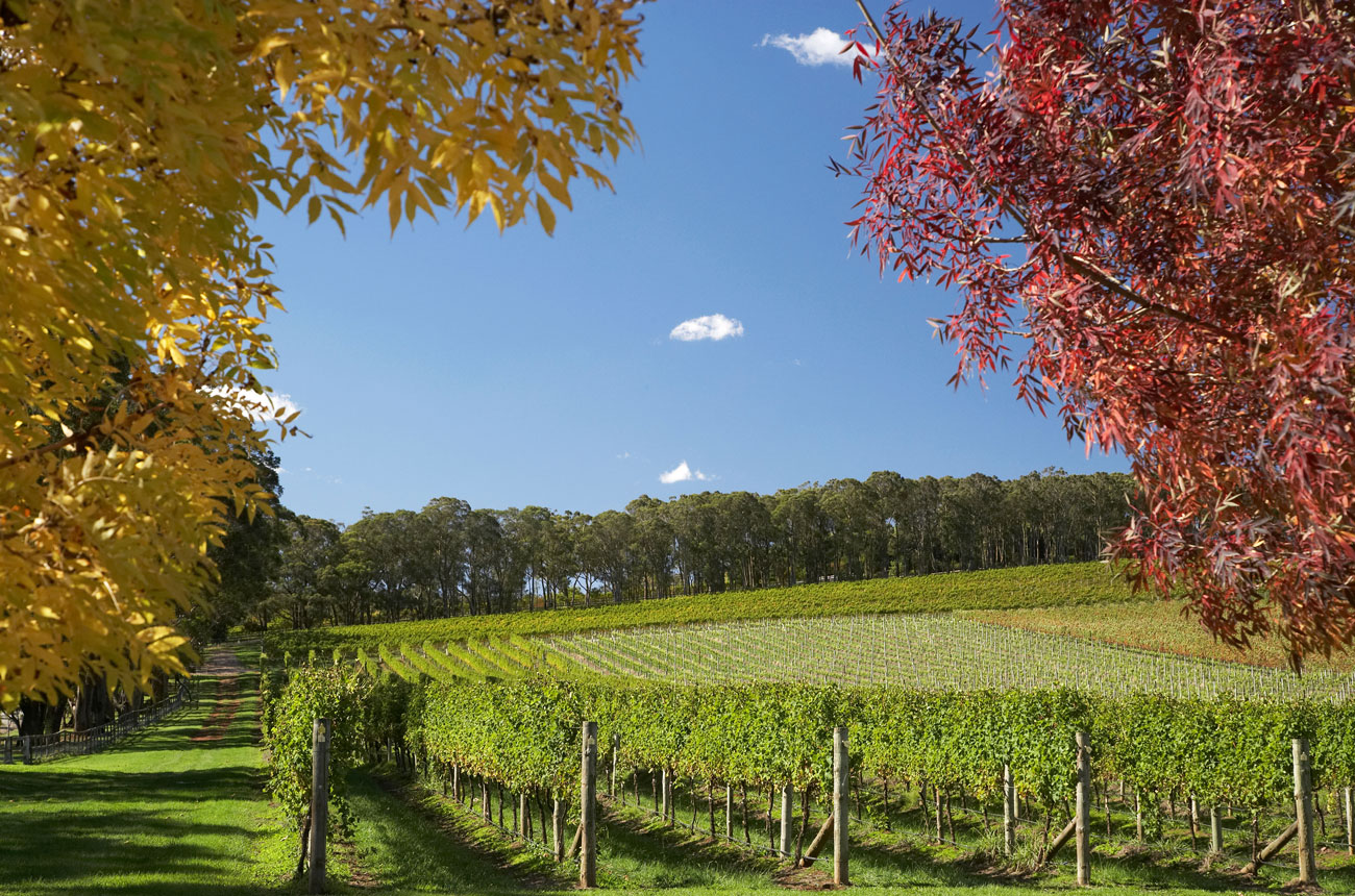 Autumn at Centennial Vineyards, NSW