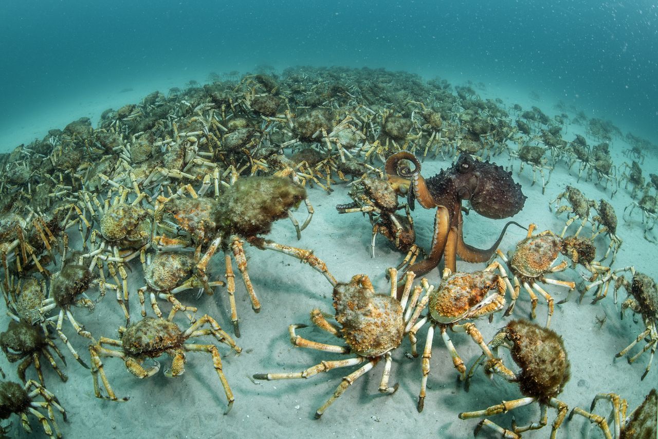 Crab surprise &copy; Justin Gilligan - Wildlife Photographer of the Year