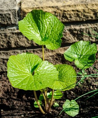Wasabi plant growing in a garden bed