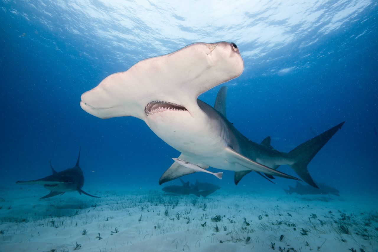 an underwater photo of a hammerhead shark