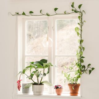 Window with climbing houseplants on windowsill and wrapped around window frame