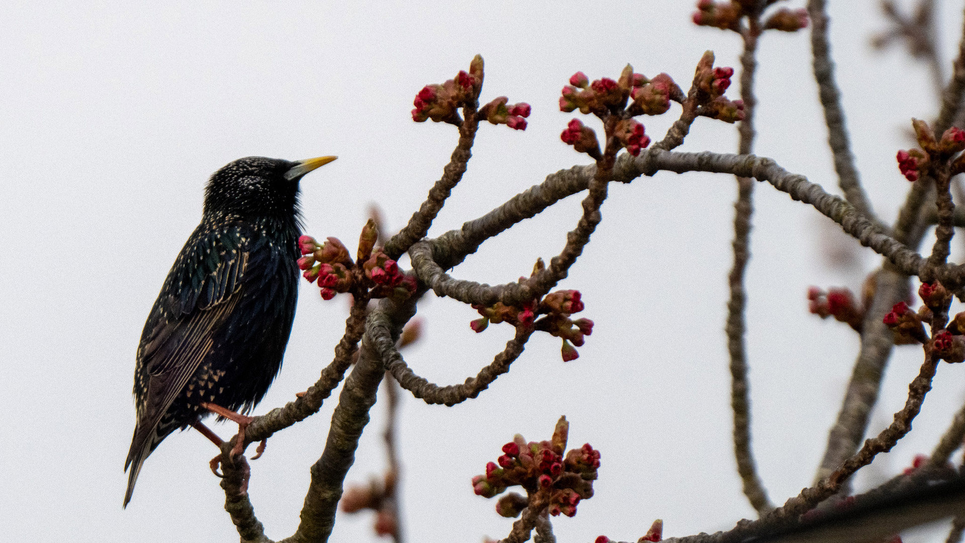 Nokin Z9 Experiential