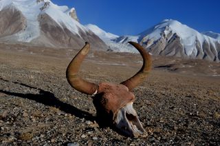 yaks, endangered species