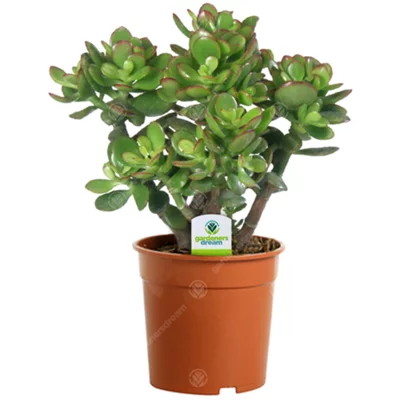 Crassula Ovata &amp;amp;apos;jade Plant&amp;amp;apos; - Lush Green Foliage, Ideal for Office &amp;amp; Home, Low Maintenance (12cm Pot, 10-20cm)