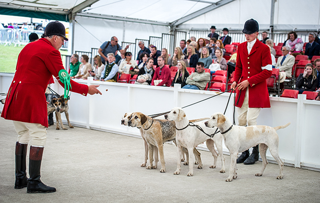 The Quorn returned to the Great Yorkshire Hound Show after an absence of many years