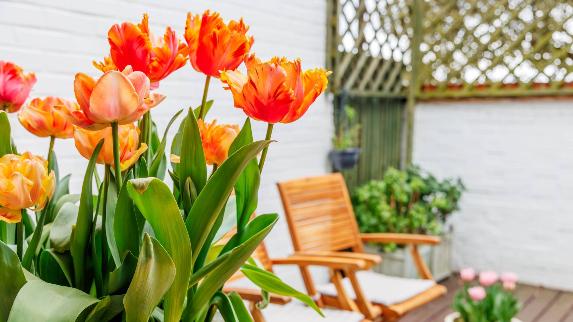 Orange tulips fertilized and healthy on patio